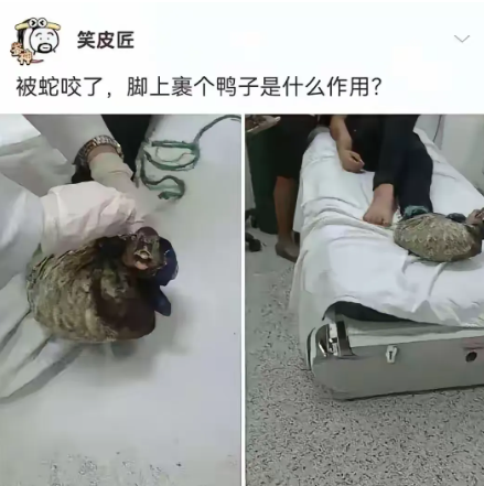 请问：鸭子在这里起到的关键作用是什么？