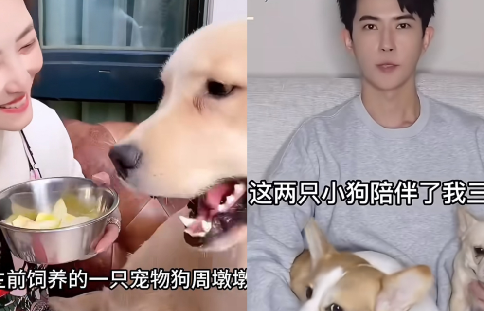 泪崩，曾经看过一部韩剧，说猫猫狗狗们都变成人，在天上等着自己的主人，他们最终