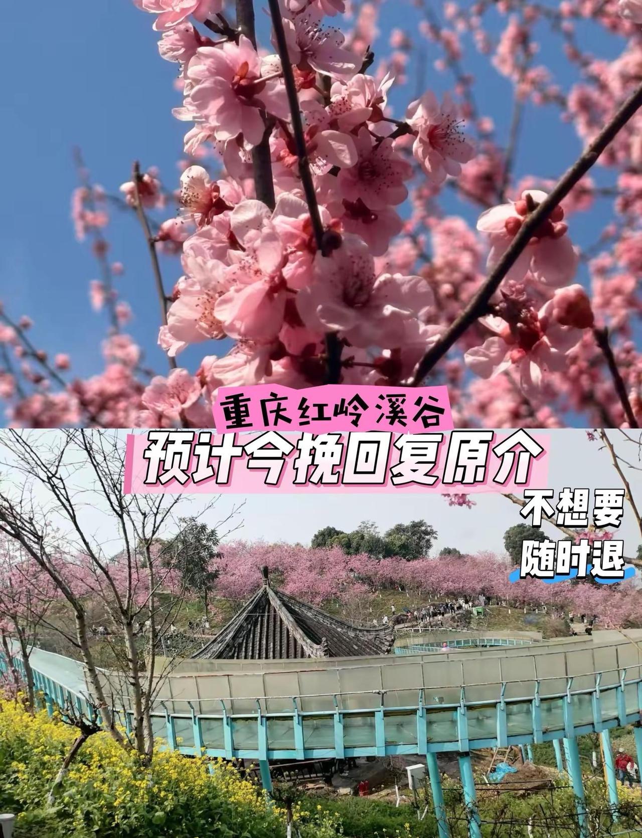 重庆红岭溪谷。热门景点推荐户外探索治愈系风景周末好去处