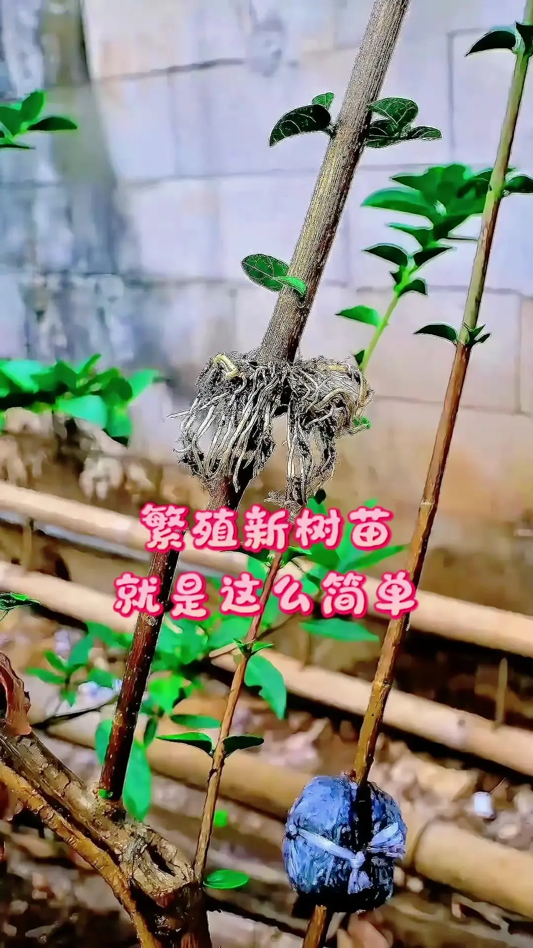 🌱超简单盆景高压繁殖方法分享。去大伯家借电锯，撞见他超利落的盆景繁育...