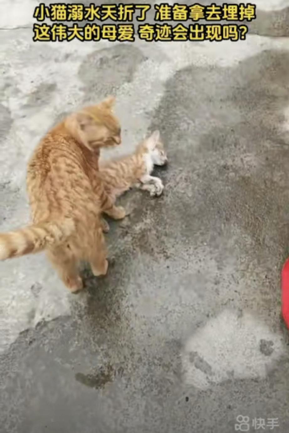 一只小橘猫不慎溺水，夭折在了池塘之中。主人将它从池塘打捞上来后，把它装进袋子放在