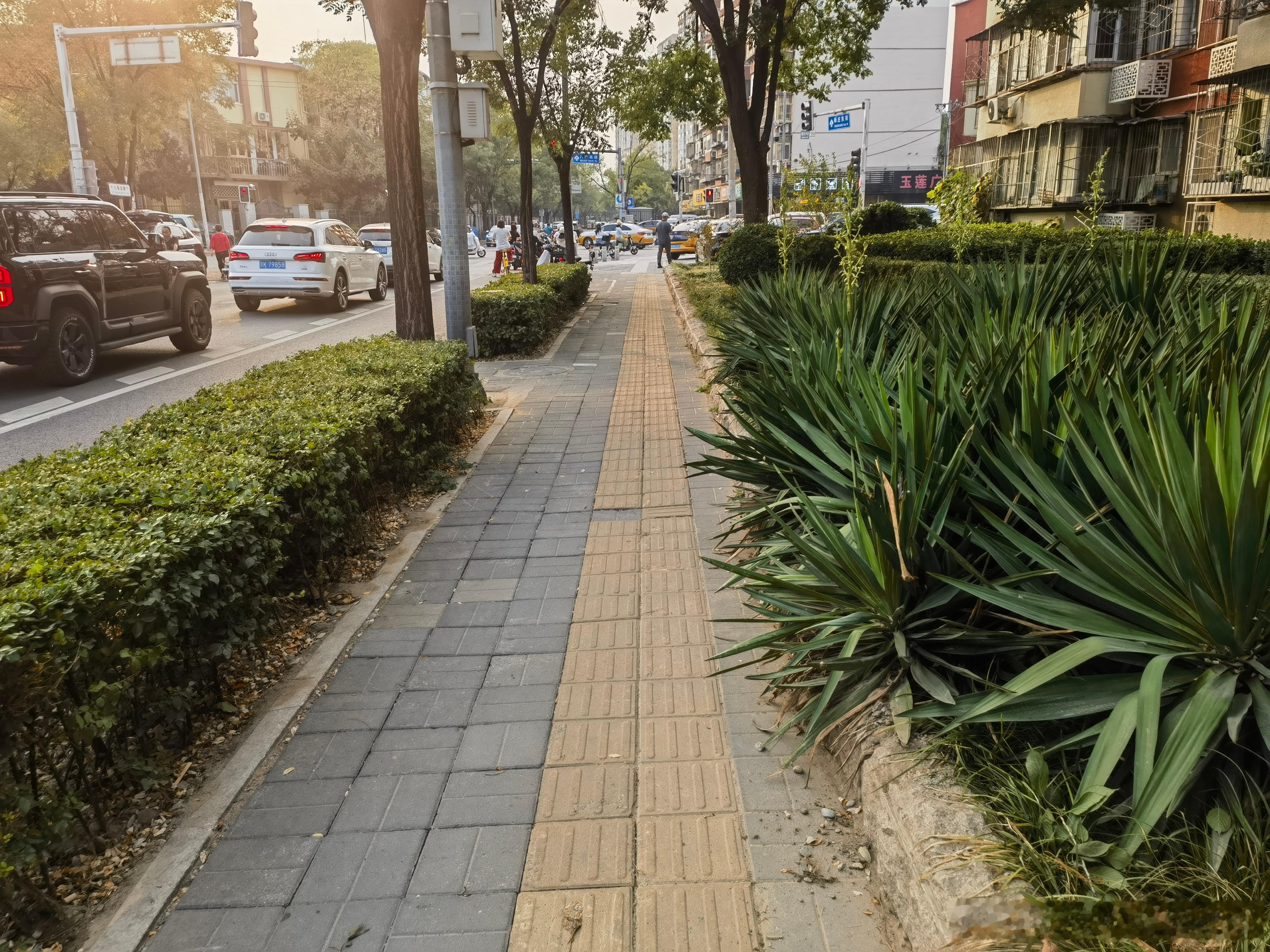 以为丝兰从北京城市绿地中消失很久了，近日发现并没有。为什么这种叶尖足以刺破人的皮肤和眼球的植物，对儿