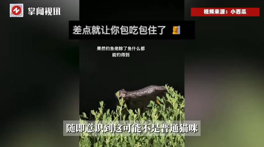 “细思极恐！”近日，陕西，一女子去河边夜钓，结果，却在河里看到一只猫咪，她赶紧用
