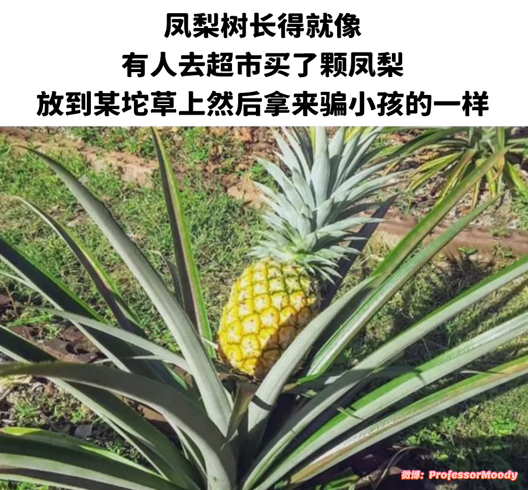 越看越奇怪meme​​​