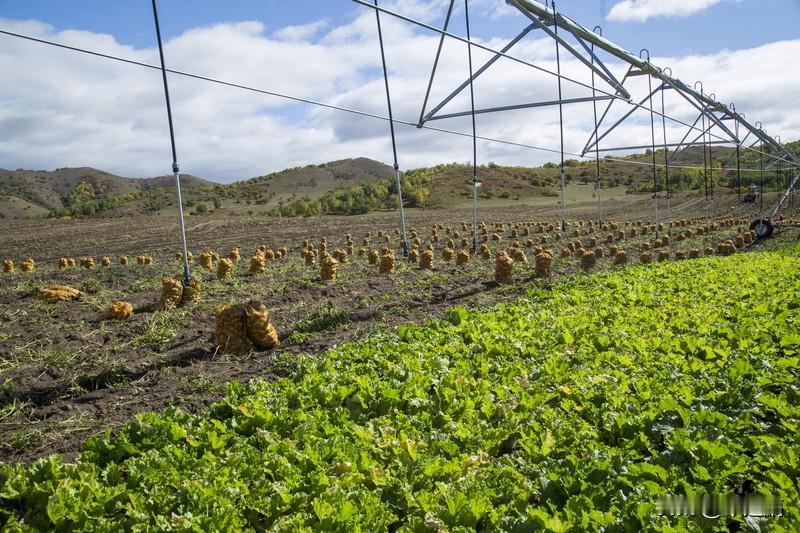 别让土豆发芽我奶奶临终前反复叮嘱：“土豆发芽有毒，千万别吃。”可饥荒年代