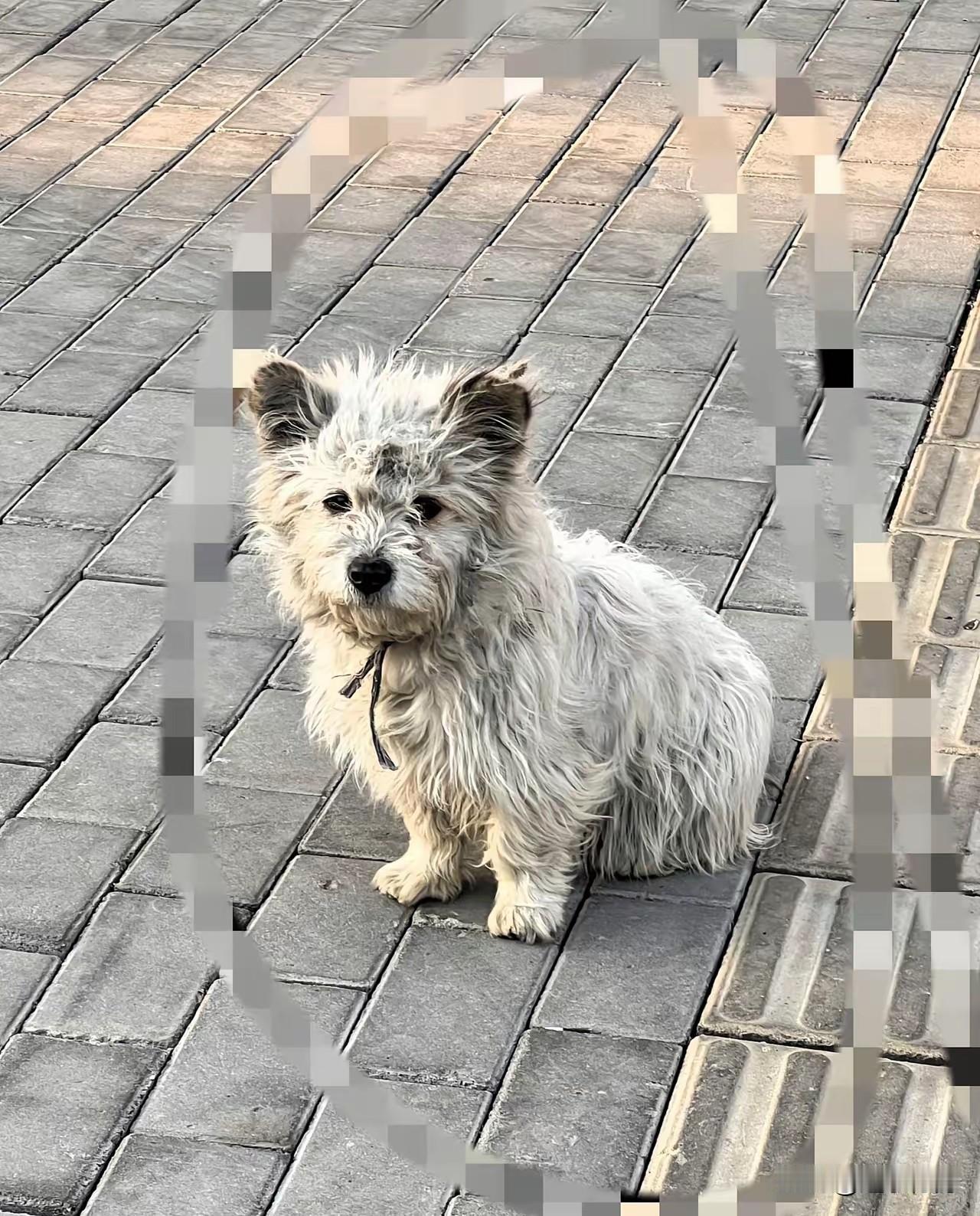 离家出走的小狗看见我转头就走，太不懂感恩了。这条小狗是朋友送给我的，可能是朋友太