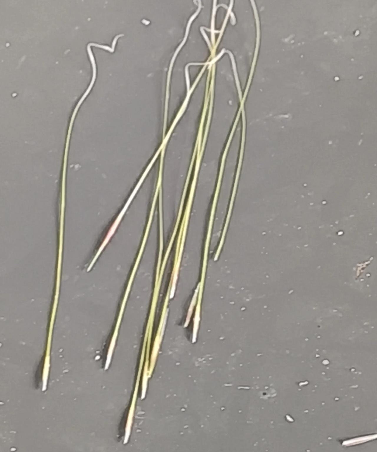 这个长得像精子一样的草就是新疆草原上赫赫有名的透甲锥，这是一种你不碰它也能钻进你