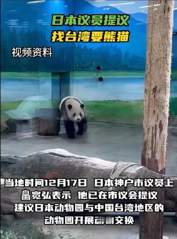 日本议员竟然盯上了大陆赠送给台湾的大熊猫。据《今日俄罗斯》报道，当地时间12