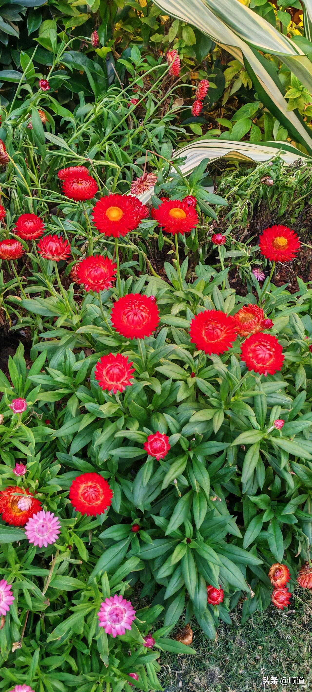 大哥大姐在菜市场买菜认识有一段时间了。就找个媒人在一起唠唠怎么生活。大姐说我就