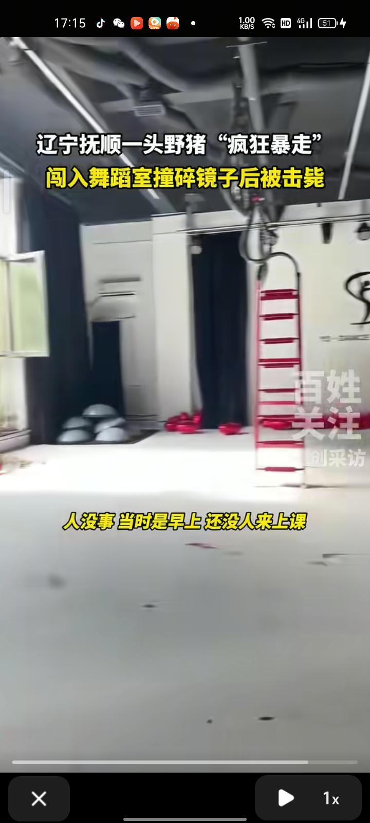 10月10日，辽宁抚顺。一头野猪闯入市区，先后闯入小区与莱特体育馆的舞蹈室，致屋