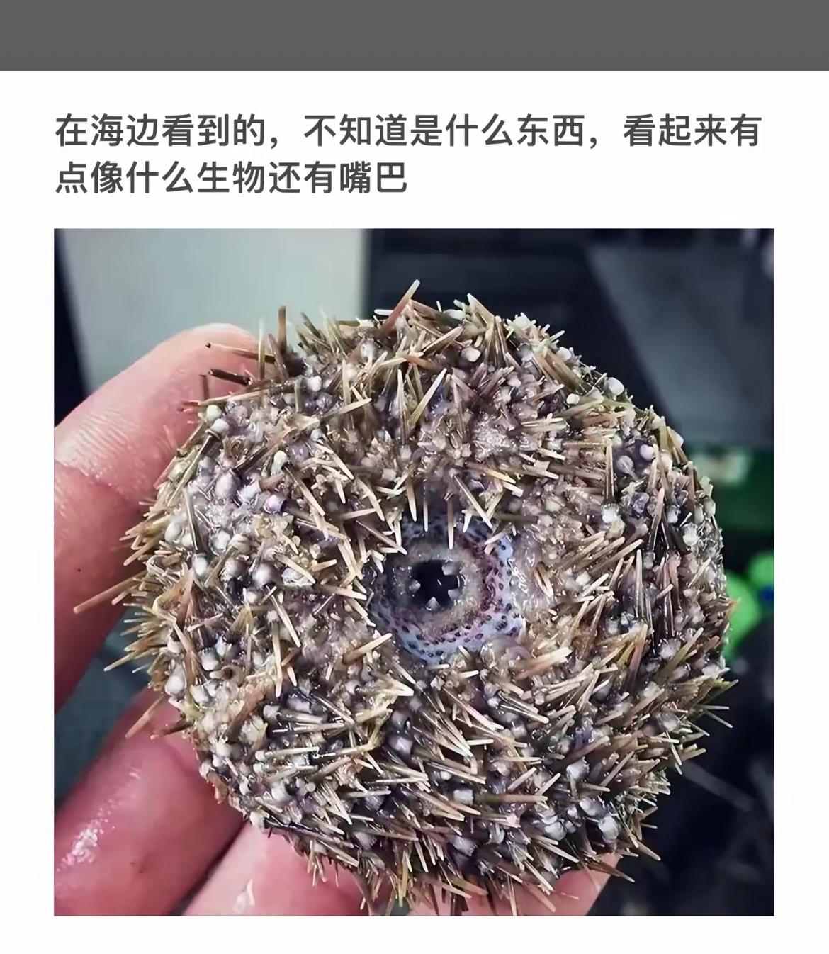 海边奇遇：长满刺的神秘生物，像极了刺猬的嘴巴！