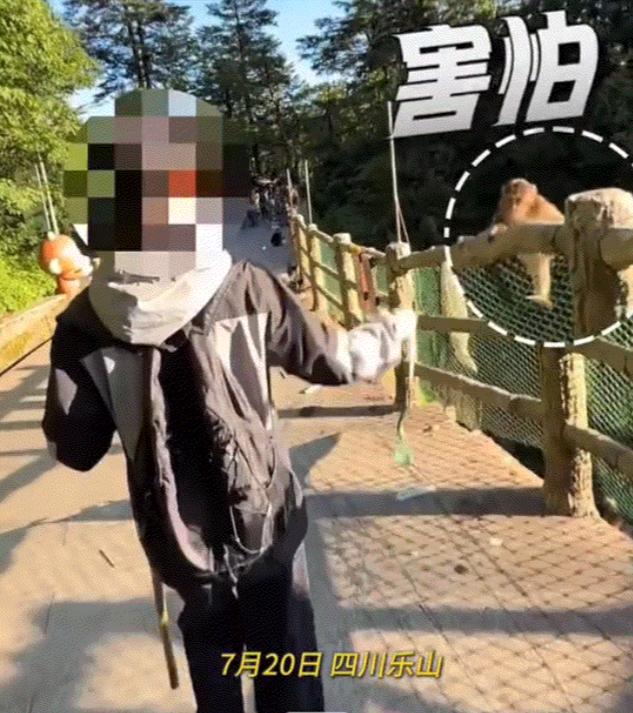 四川乐山峨眉山景区，一名游客为躲避顽猴骚扰，特意携带假蛇玩具护身。出乎意料的是效