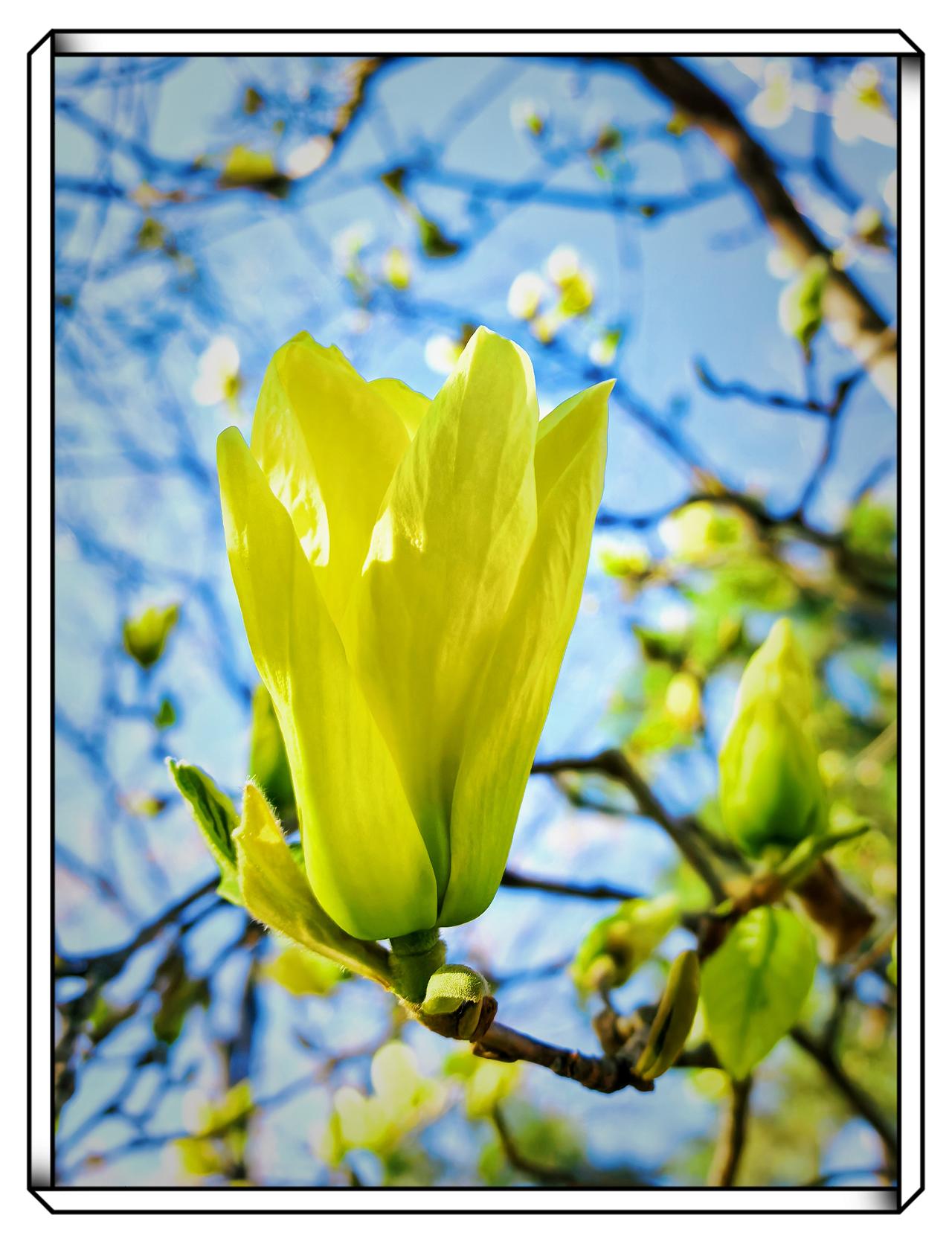 分享美丽的玉兰花北京的玉兰花