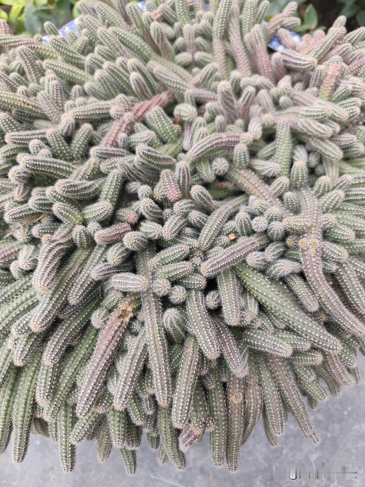 快来看俺养的这盘多肉！也太会长了吧，密密麻麻的一大丛，一根根柱状的茎秆挤在一起，