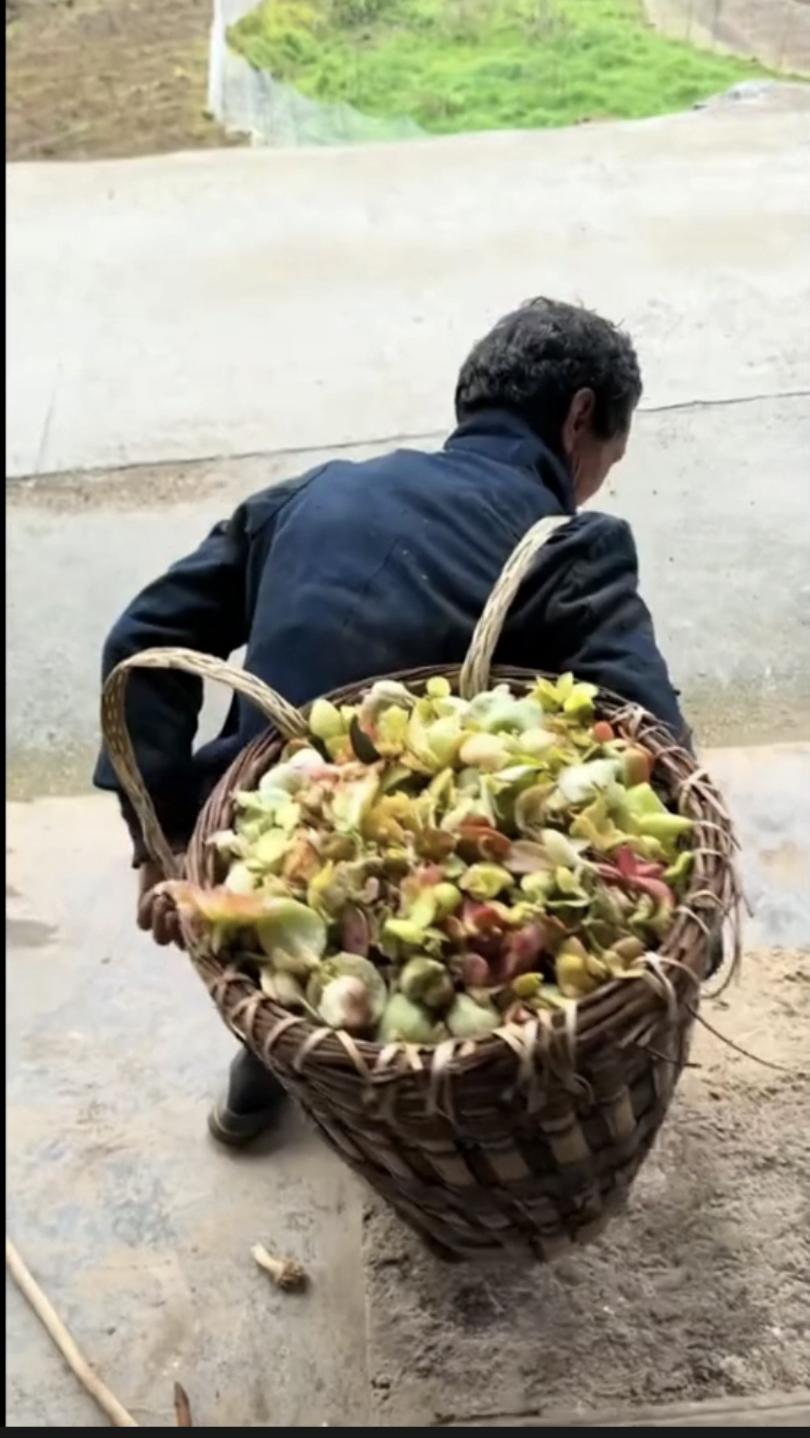 这个好吃吗？这老头摘这么一大筐回去也不知道是自己吃，还是拿去卖？看着让人垂涎欲滴