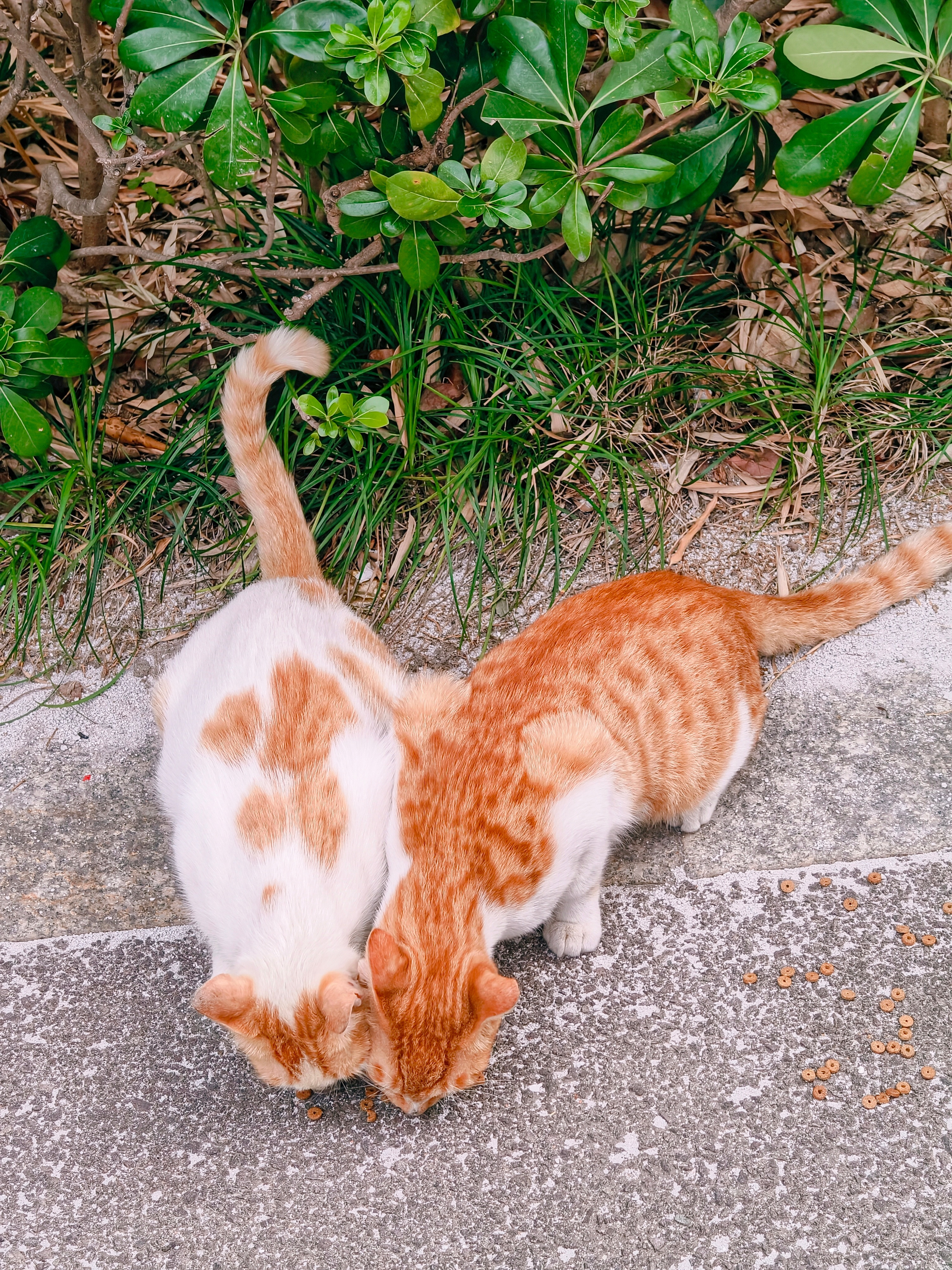 总是为了路边的小猫驻足会不会太幼稚了​​​