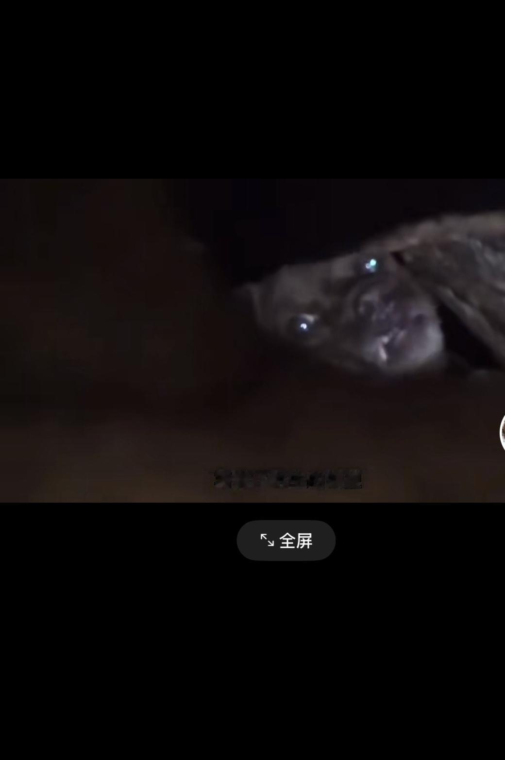 狗狗掉进石头缝里出不来，主人不离不弃，连续7天对它生死营救石缝窄得连水都流不