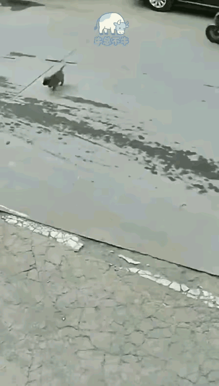 小奶狗可能压断腿了。小奶狗过马路的时候恰逢女子骑电动车经过，憨憨的小奶狗只顾埋