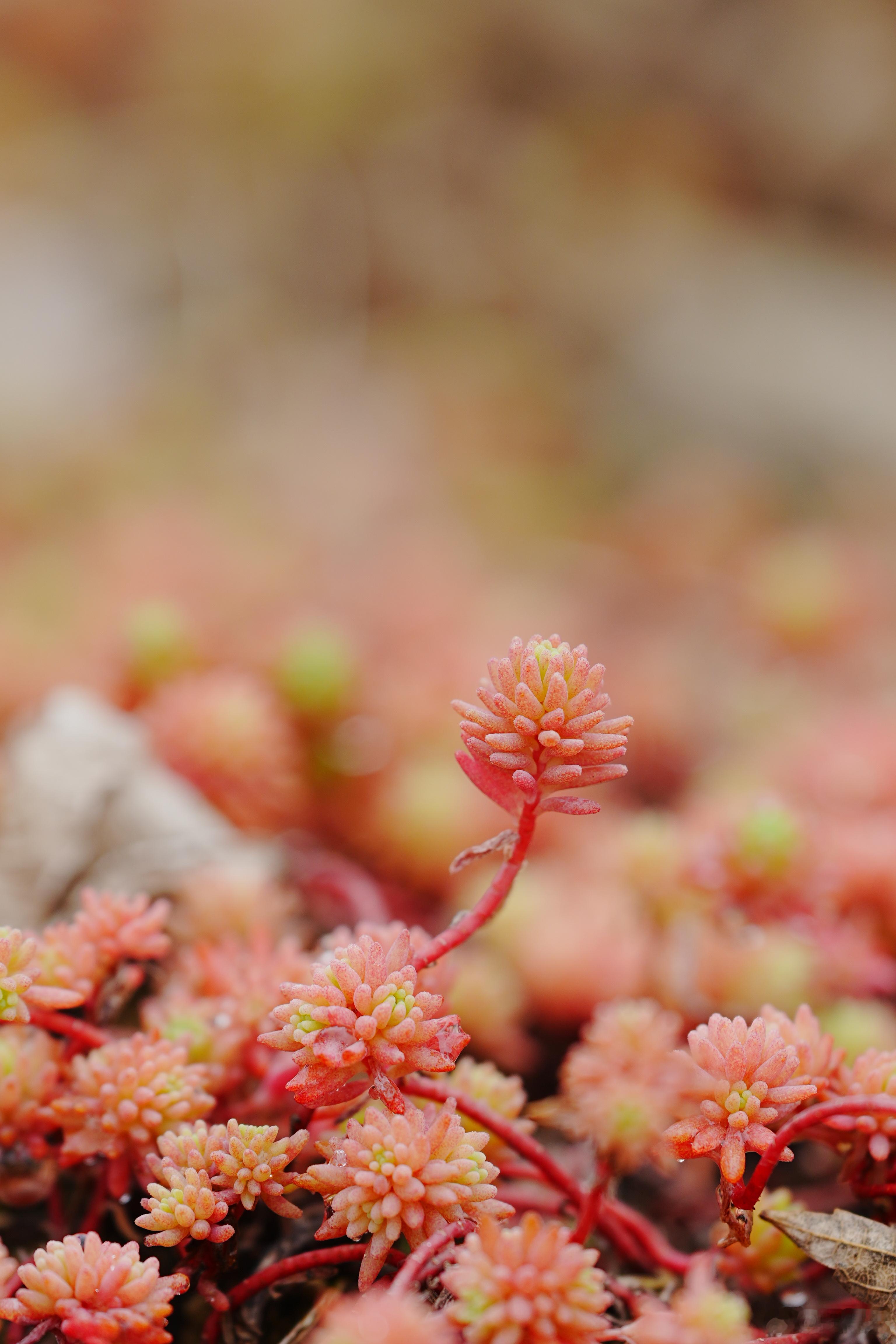 这是什么多肉？蜗的摄影日记多肉