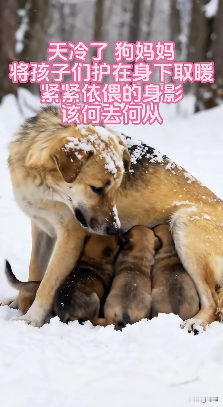 泪目了！这天是个下雪天，一位阿姨去公园里拍雪景，可当她走到一片小树林的时候，看到