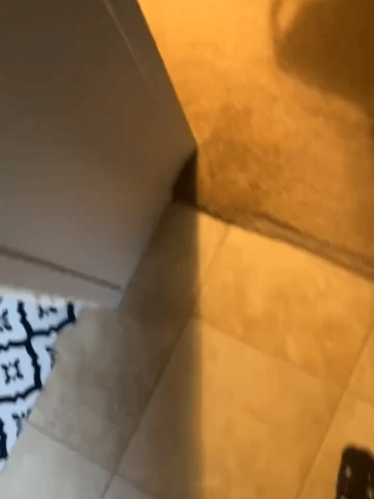 人家是猫咪你这是煤气罐​​​