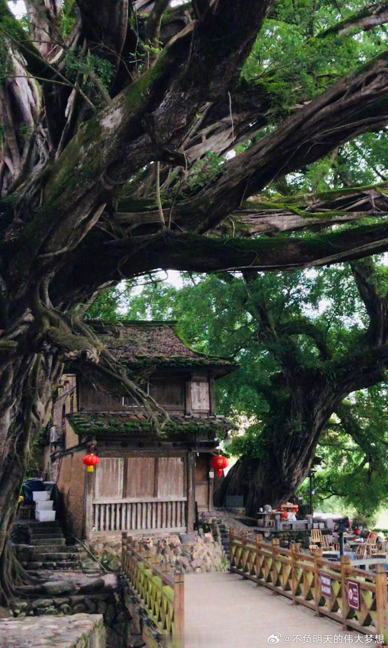 【福建云水谣村民回忆600多年古榕树被洪水冲倒：儿时在树下玩耍，古树见证村庄发