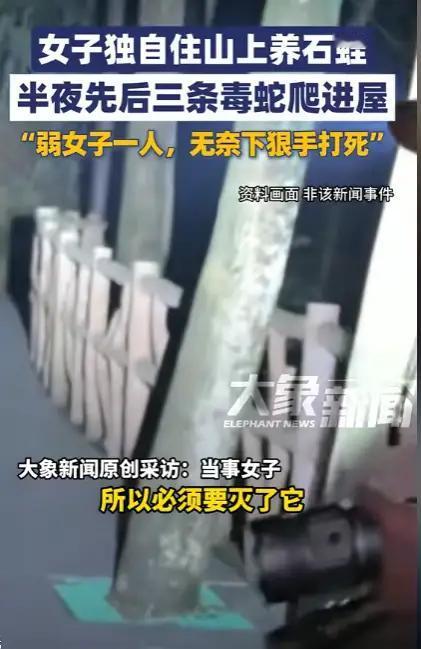 湖南永州，一女子在山坳里看管石蛙，睡前检查房间时突然发现三条剧毒蛇正往床边爬，她