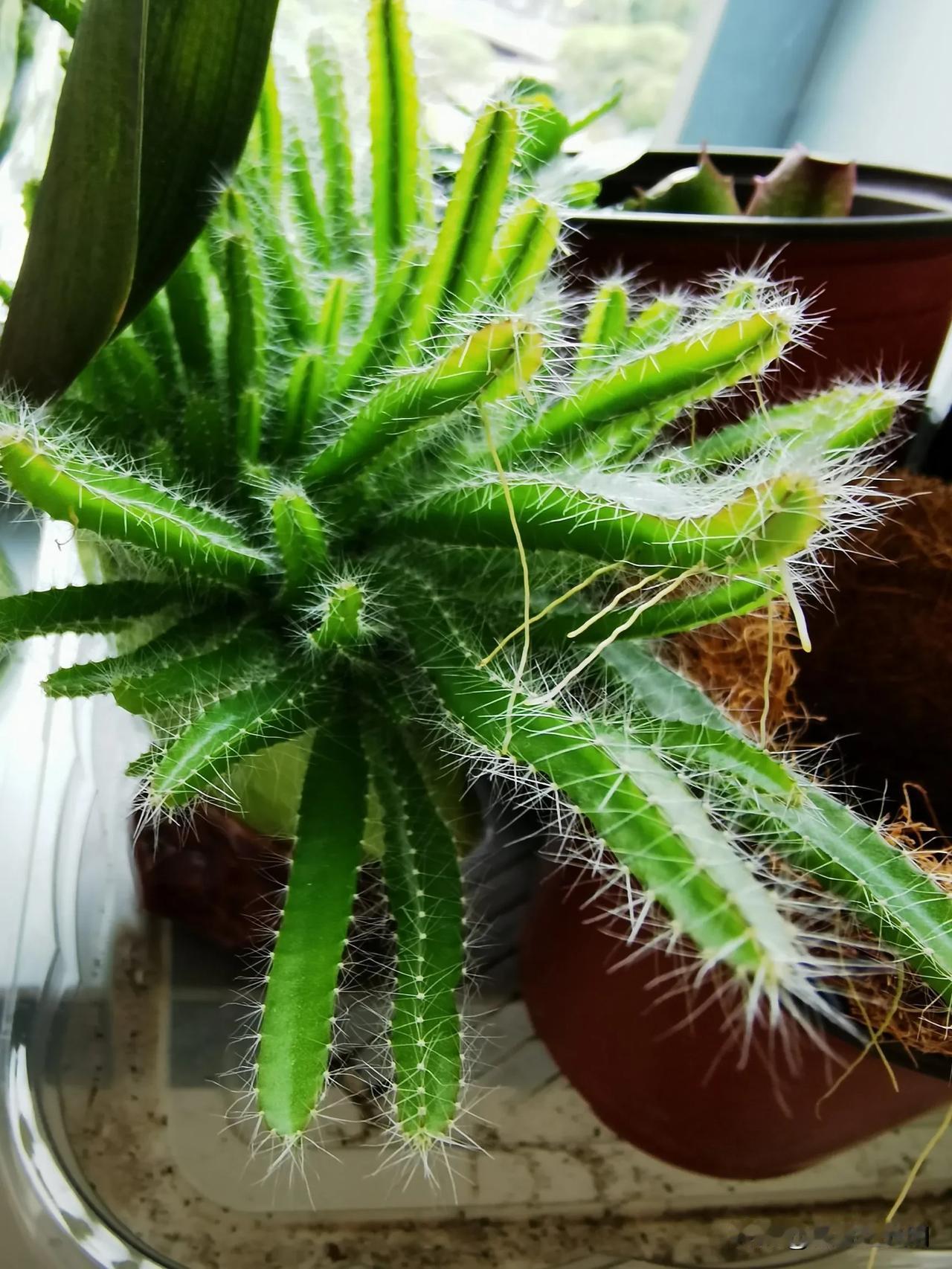 好一道美丽的风景线上楼后，每次映入眼帘的就是摆在窗台上的各种花草，它们五颜六色