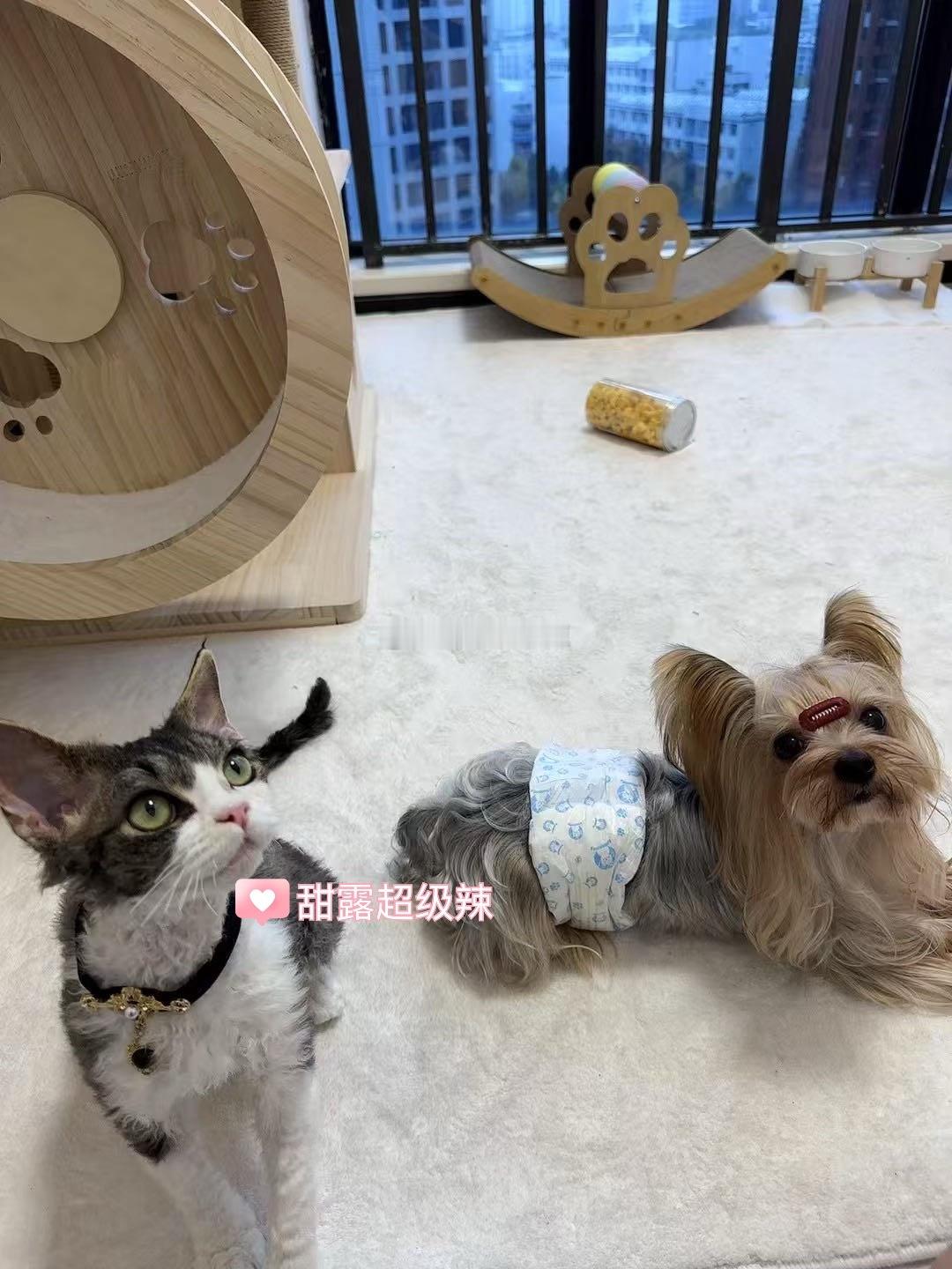 不要再盗我的图了求求，这是我家两只宠物德文七个月，约克夏两岁多​​​