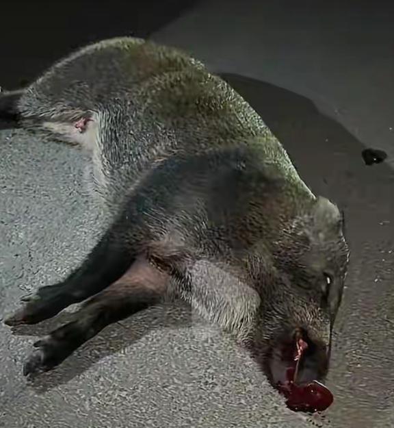 安徽六安，男子晚上7点半开车带着5岁女儿去合肥，路上，突然窜出3头野猪横过马路，