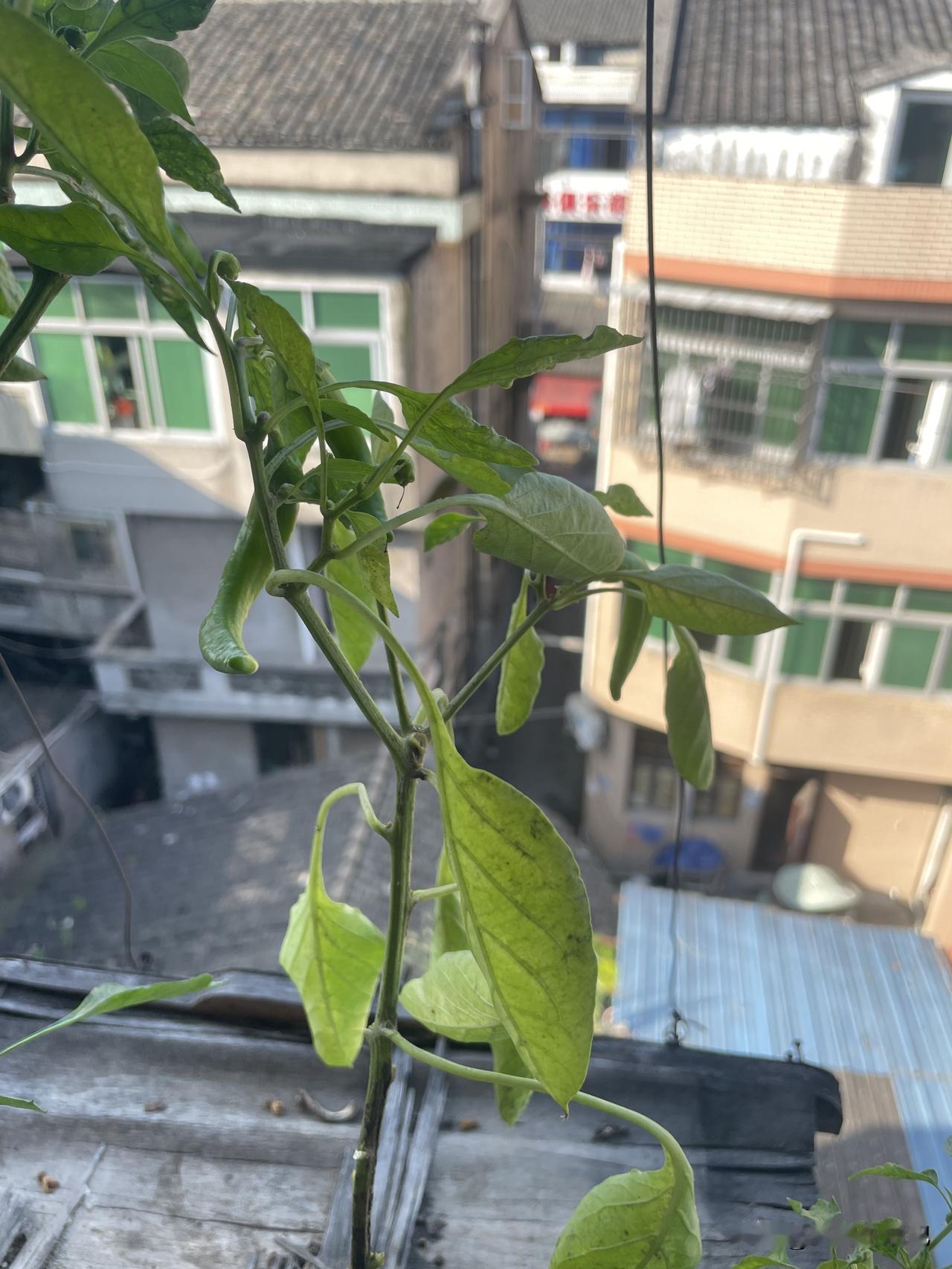 这么小的苗，接了四个辣椒