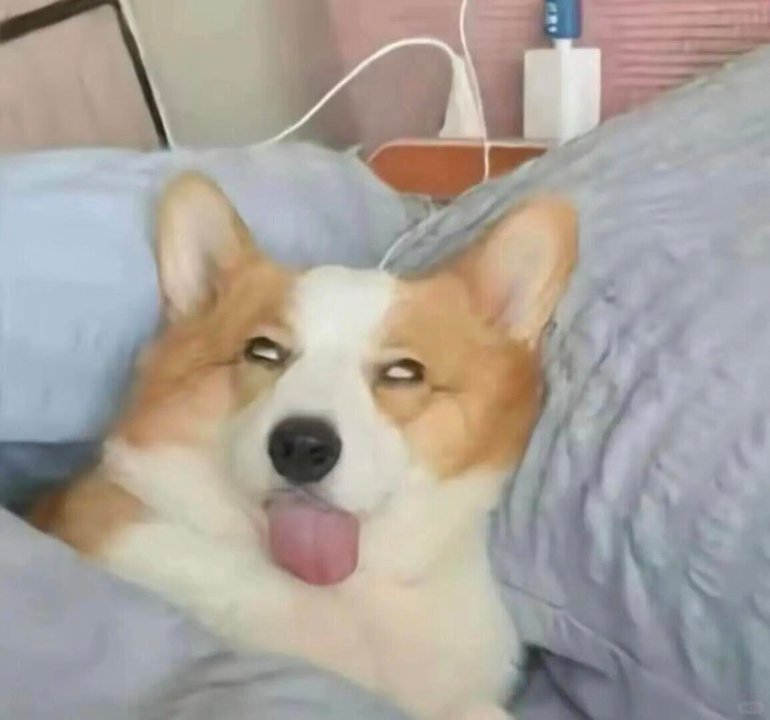 一些狗狗萌图​​​