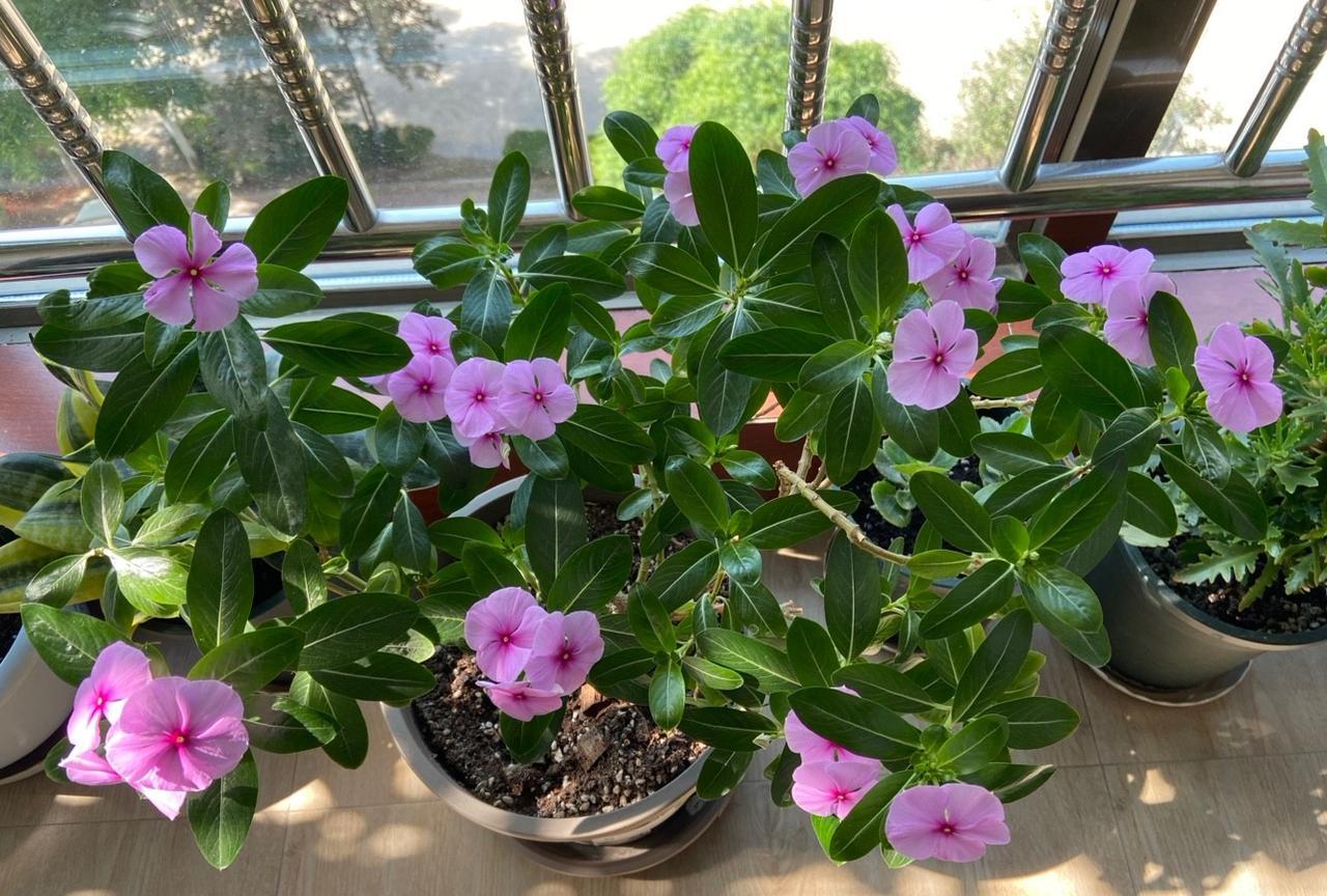 #分享手机里的花花草草#长春花我养长春花也有十年的时间了，起初朋友送了两盆，养