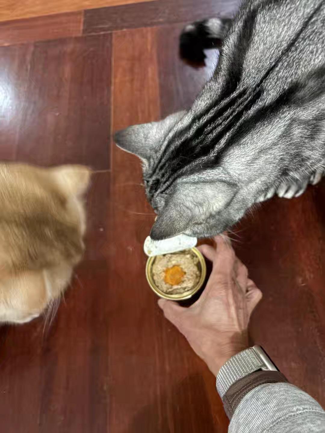 有福之咪不进无福之门。 小元宝是我一位金牌猫家长救下的繁育猫，当时调理...