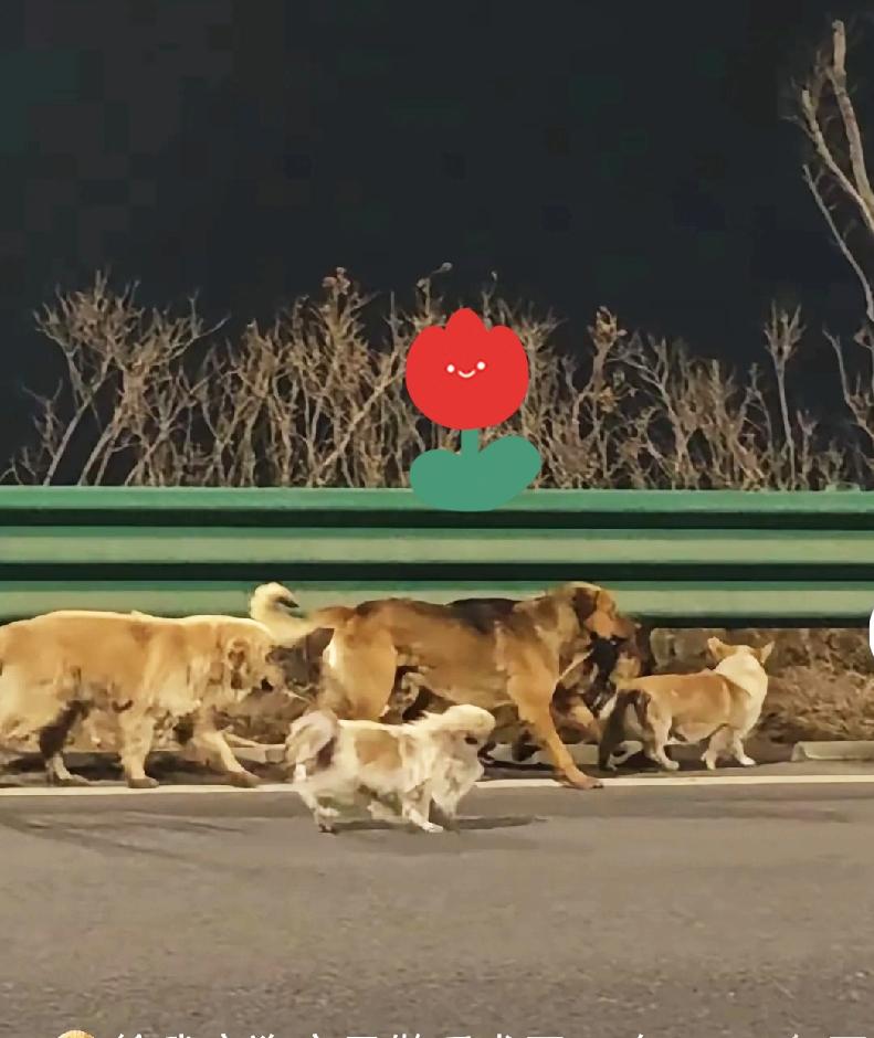 真的破防了！现实版“忠犬七公”太好哭了❤️吉林长春7只狗狗被人偷走，意外从