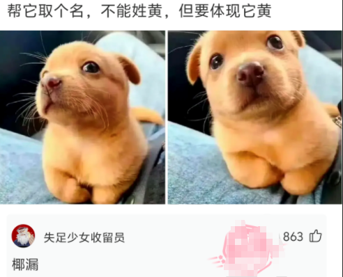 狗子：看懂我的眼神了嘛