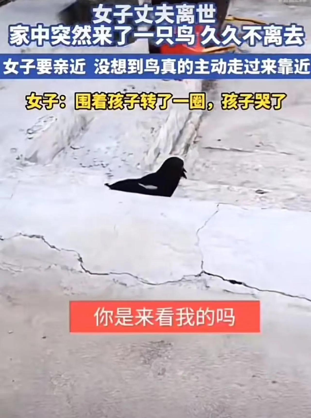 “这下彻底解释不清楚了！”山东，女子丈夫离世，家中突然来了一只鸟，久久不离去！更