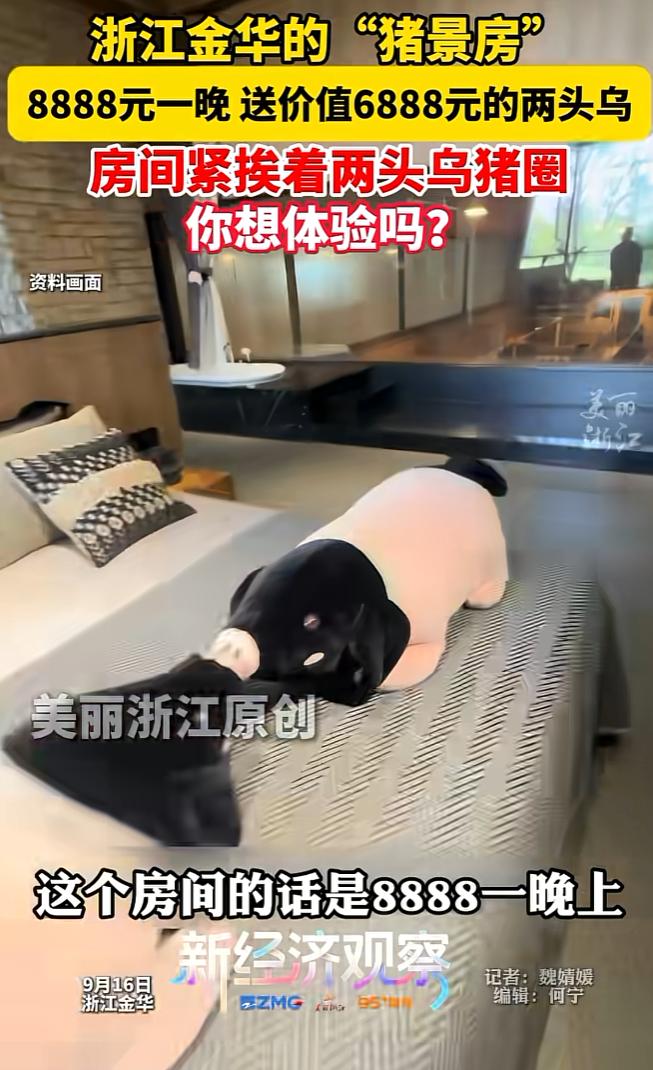 这样的房价真有人住吗？近日浙江金华，一家酒店推出了一个非常特殊的“猪景房”，站在