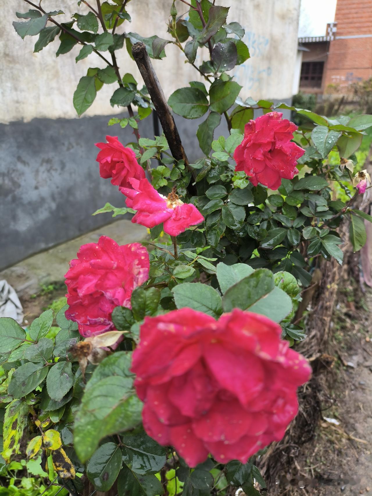 女性不孕症为何越来越年轻化?如今，年轻女性患不孕症的情况屡见不鲜！有人认为，这