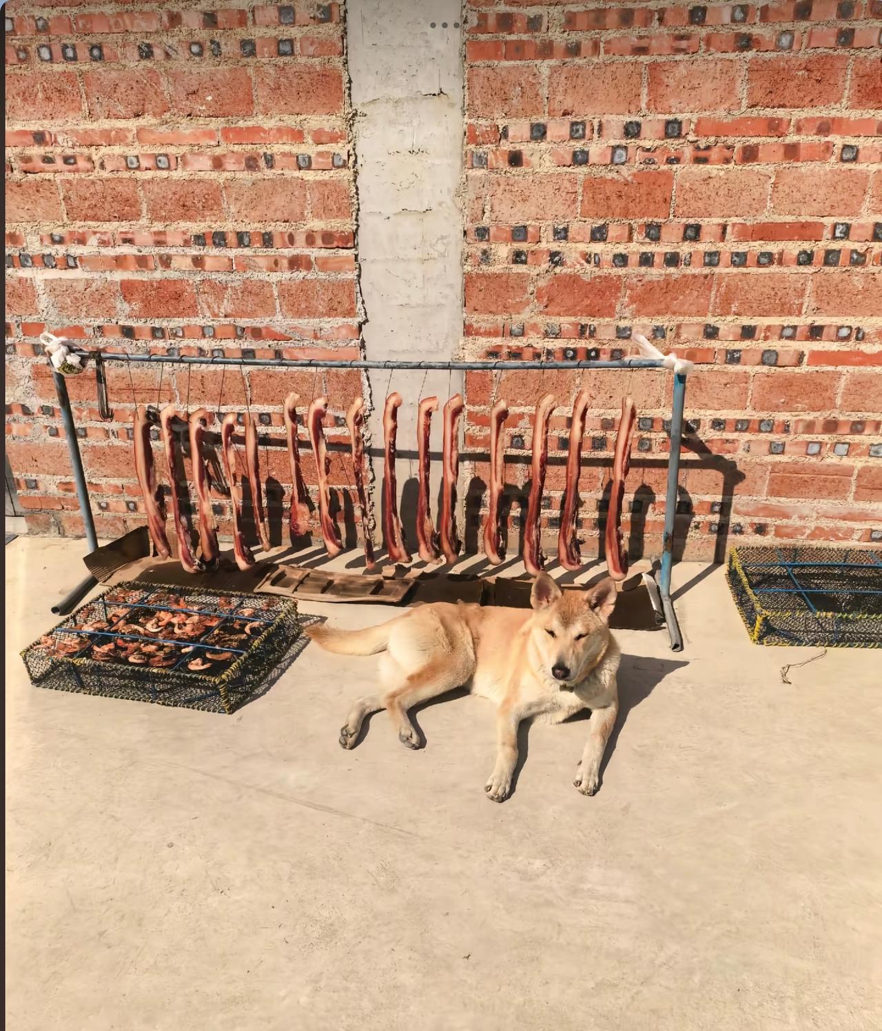 “回家必须加鸡腿！”广东，一女子在院子里晾腊肉和虾仁，因为怕有老鼠偷吃，还特意支