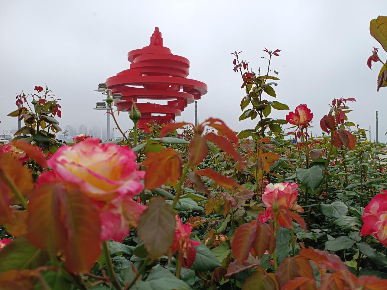 哪个季节最适合去青岛呢?就是这个初夏的季节去青岛最适合，这个时节内地好些地方已