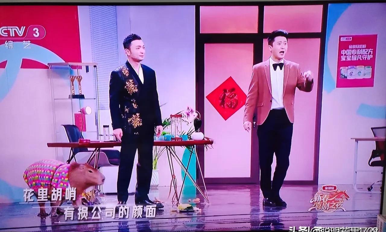 你敢信？尼格买提春晚摔牌社死，杨帆坐10年冷板凳逆袭成央视新宠！2024年春