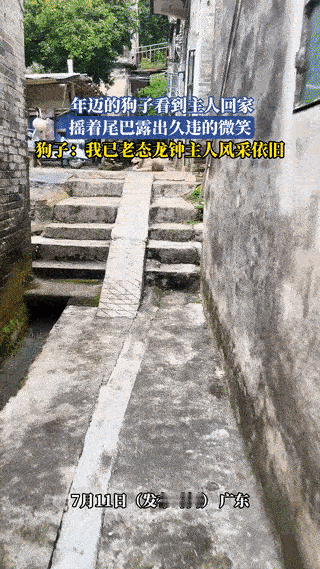 “我已老态龙钟，主人风采依旧啊！”广东，男子出差回到老家，看到年迈的狗子早已趴在