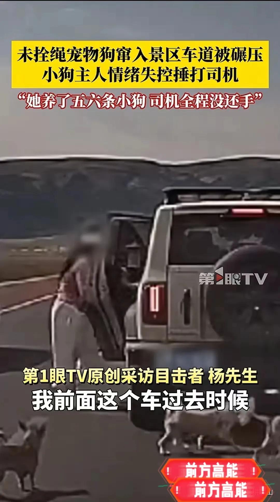 近日赛里木湖景区，一女子带五六只小狗散步，狗都没拴绳，在车道间撒欢跑。结果一只小