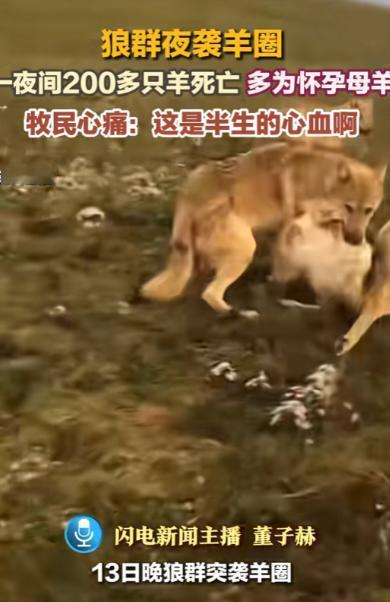 “悲剧还是发生了！”1月13日，内蒙古，一群狼趁着夜深人静，来到一户牧民家的羊圈
