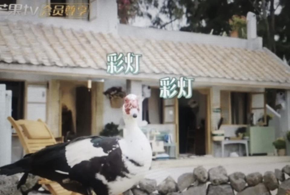 《向往的生活》第八季首期传来消息，黄磊确认“常驻鸭嘉宾”彩灯因自然寿命终结离世。