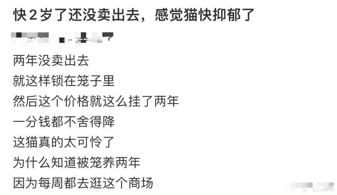 快2岁了还没卖出去，感觉猫快抑郁了🌚​​​