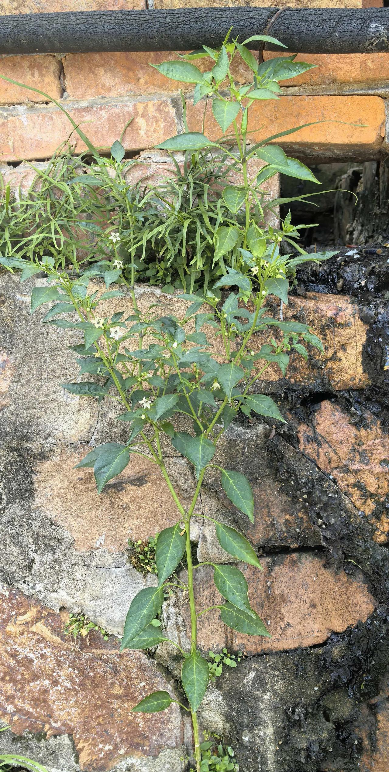 第一次看到砖缝里长出的辣椒，着实被它的生命力震撼到。之前看到新闻，有女子离家半