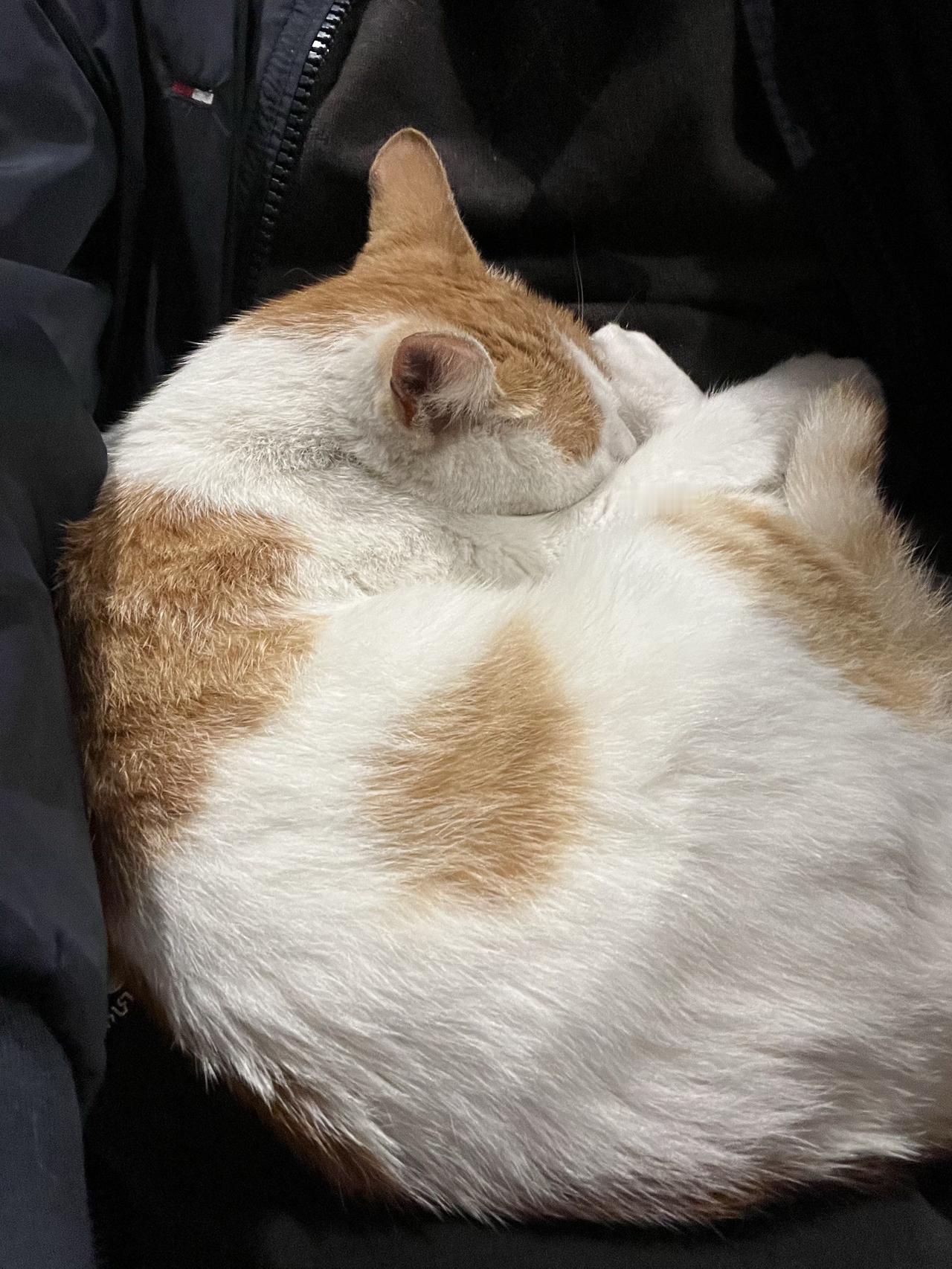 发一张你家猫的可爱照上来吧我家三年前领回家的一只橘猫，温柔可爱，在小区内深得大人