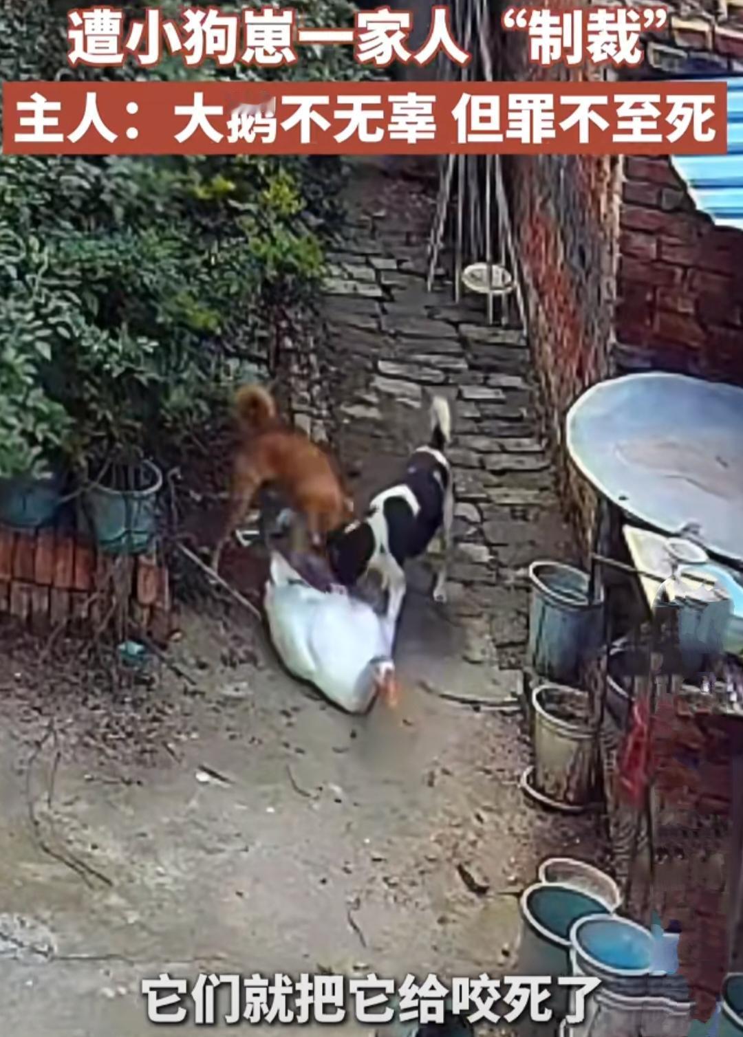 家里大鹅霸凌小狗，没曾想转身被小狗一家反杀近日周女士发的一个视频引起了大家的热